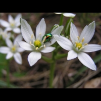 Crocus (5)